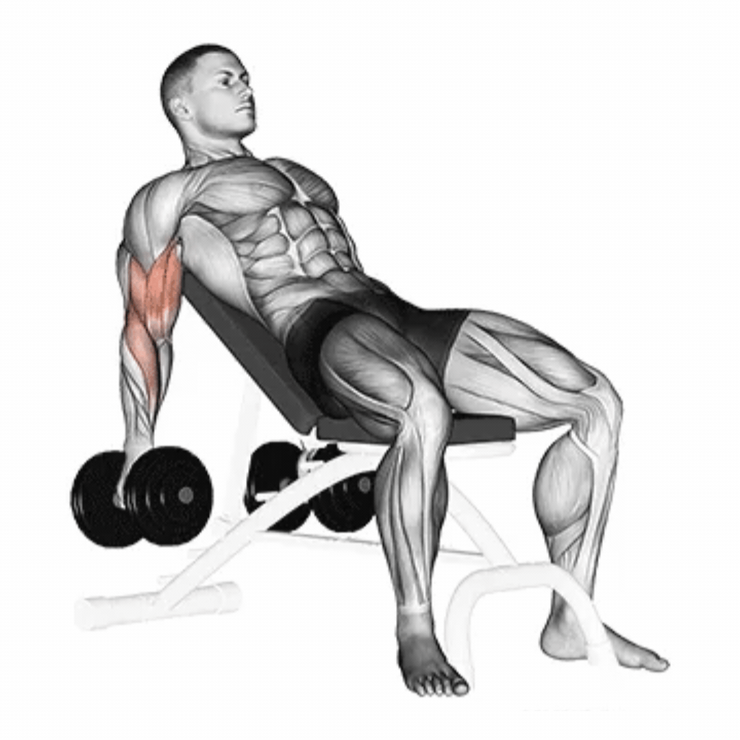 Rosca Inclinado (Dumbbell - Alternado)