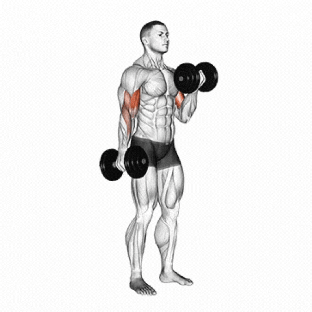 Rosca Direta (Dumbbell - sentado)
