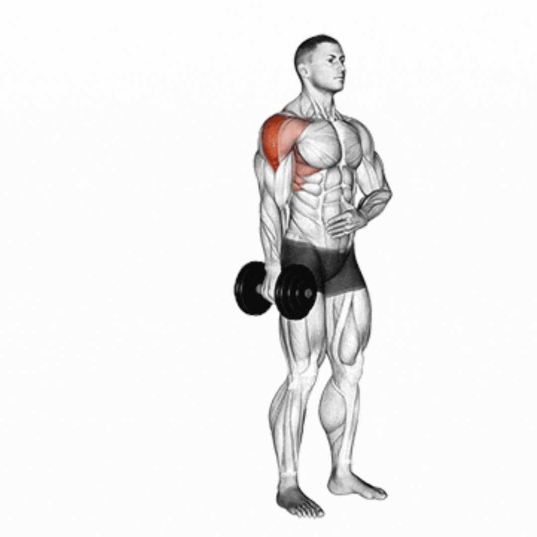 Elevação Lateral (Halteres - unilateral)