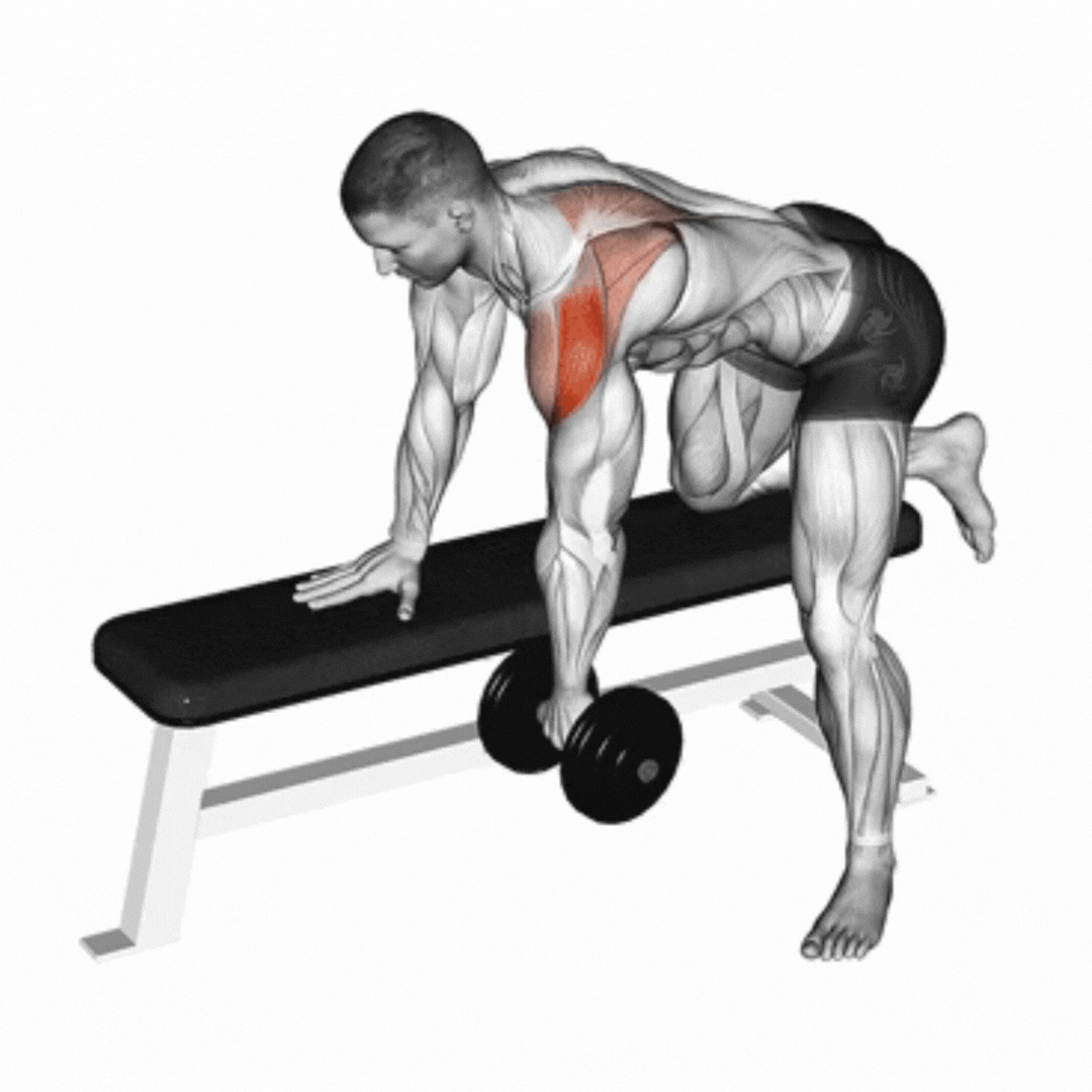 Remada para Deltoide Posterior (Halteres)