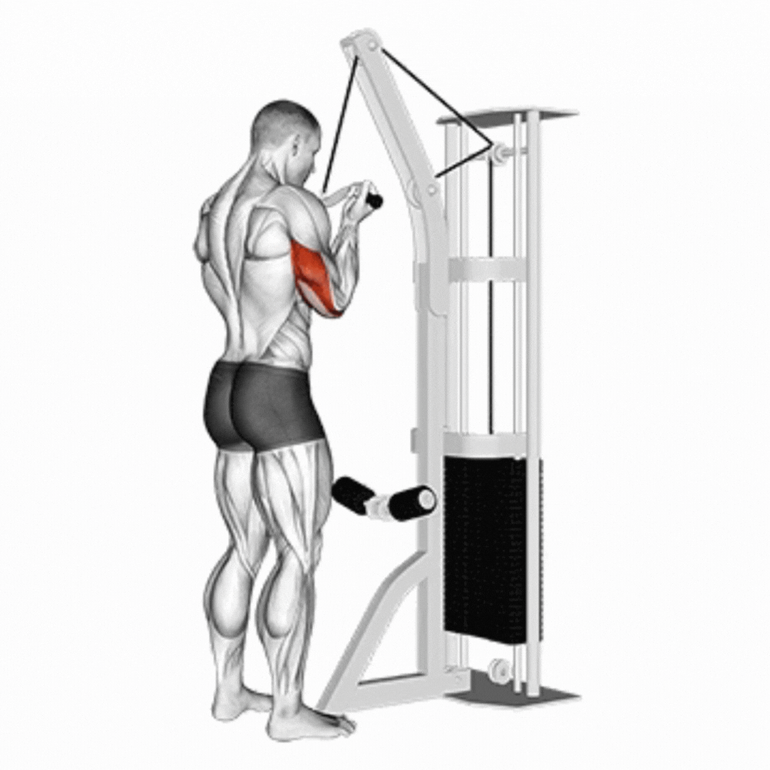 Tríceps Pushdown (Cabo - Pegada Inversa)